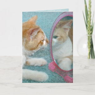 tabby katt i spegel för att bli äldre kort