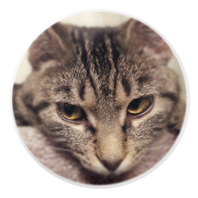 Tabby katt-Instagram av Shirley Taylor Knopp (Framsidan)