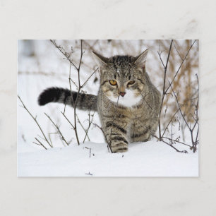 Tabby katt Jakt i Snö Vykort