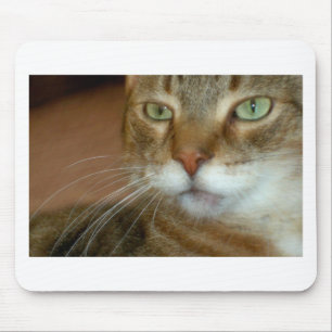 Tabby katt Kärlek Musmatta