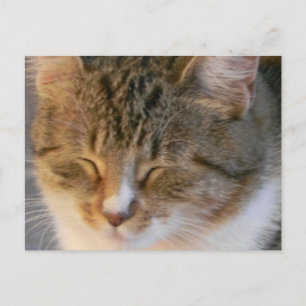 Tabby katt Kärlek Vykort
