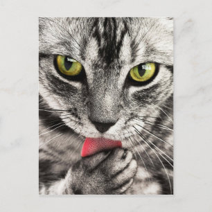 tabby katt Kattdjur Grönt Ögon Stäng Slicka Tass Vykort
