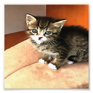 Tabby katt Kitten Pet Porträtt Fototryck