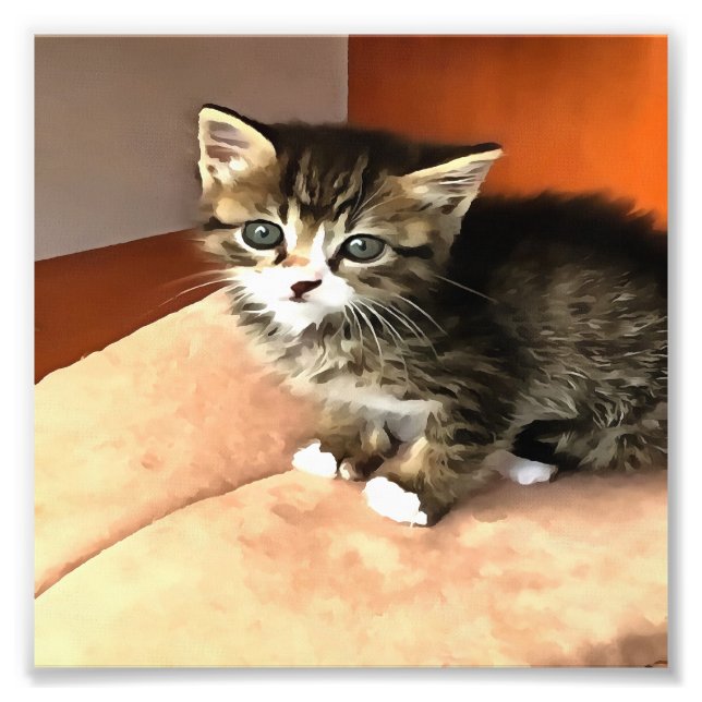 Tabby katt Kitten Pet Porträtt Fototryck (Framsidan)