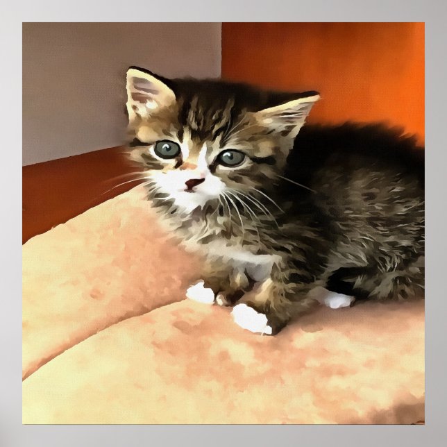 Tabby katt Kitten Pet Porträtt Poster (Framsidan)