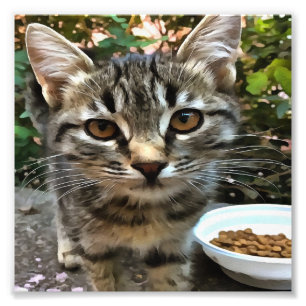 Tabby katt Kitten Skapar Öga kontakt Fototryck