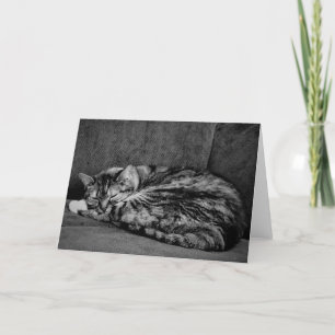 Tabby katt, kort