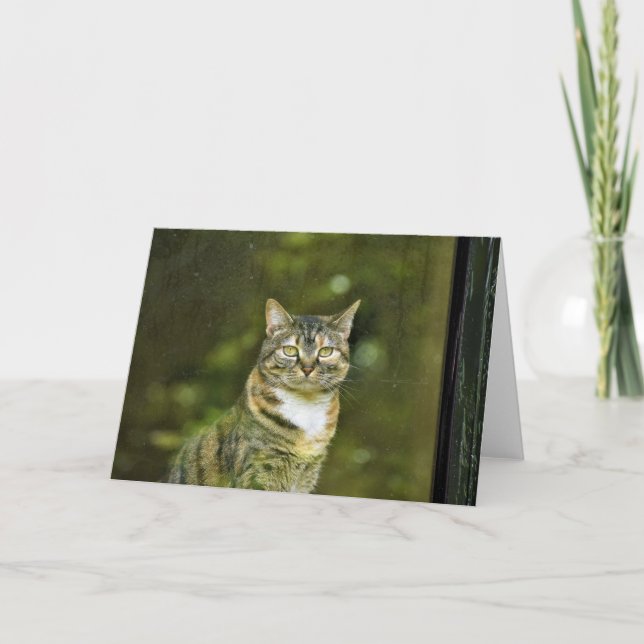 Tabby katt, kort (Framsida)