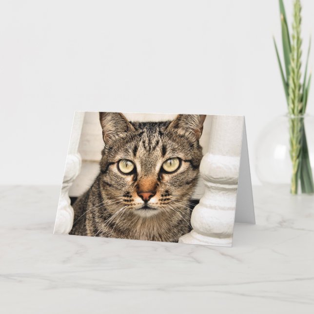 Tabby katt kort (Framsida)