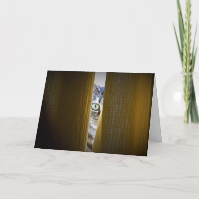 Tabby katt, kort (Framsida)