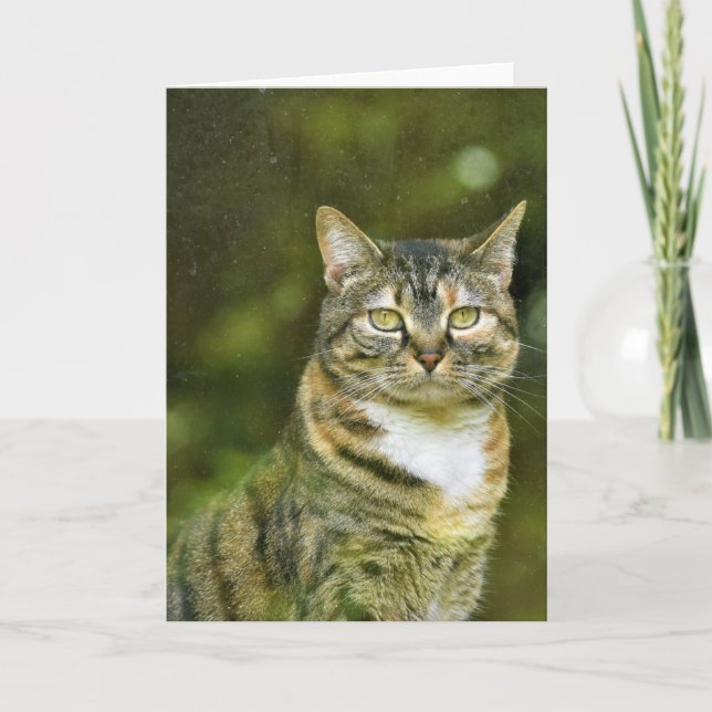 Tabby katt, kort (Framsida)
