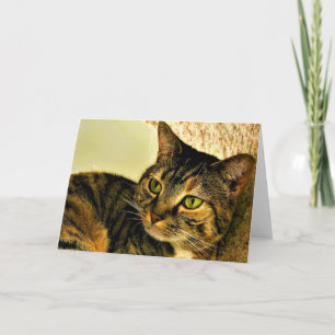 Tabby katt, kort