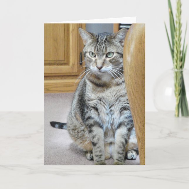 Tabby katt kort (Framsida)