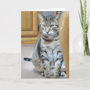 Tabby katt kort