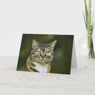Tabby katt, kort