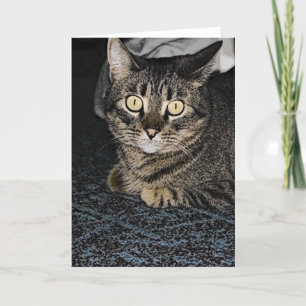 tabby katt kort