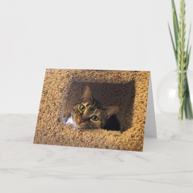 Tabby katt, kort (Framsida)