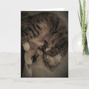 Tabby katt kort
