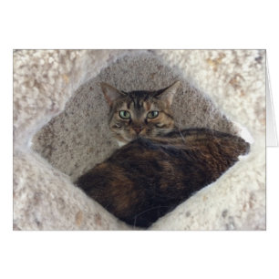 Tabby katt, kort