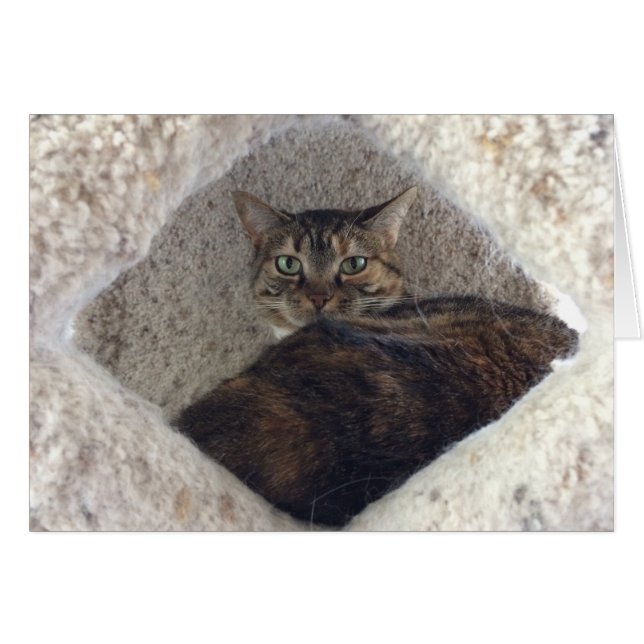 Tabby katt, kort (Framsidan Horizontal)
