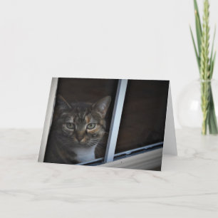 Tabby katt kort