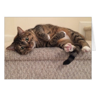 Tabby katt kort