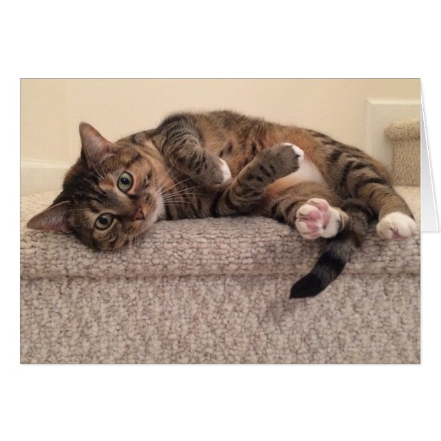 Tabby katt kort (Framsidan Horizontal)