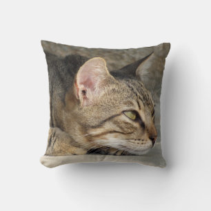 Tabby katt kudder kudde