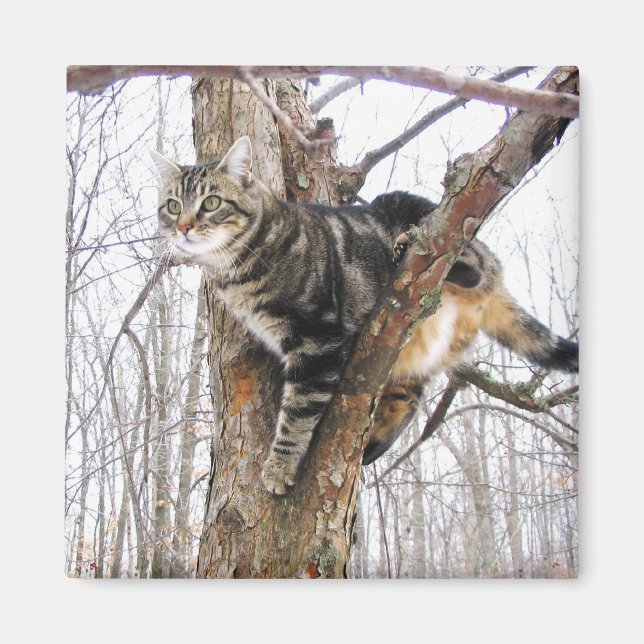 Tabby katt Magnet (Framsidan)
