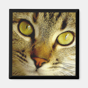 Tabby katt - magnet