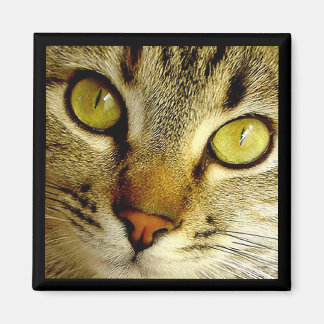 Tabby katt - Magnet