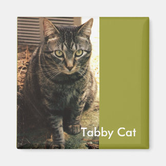 Tabby katt Magnet-grönt Magnet