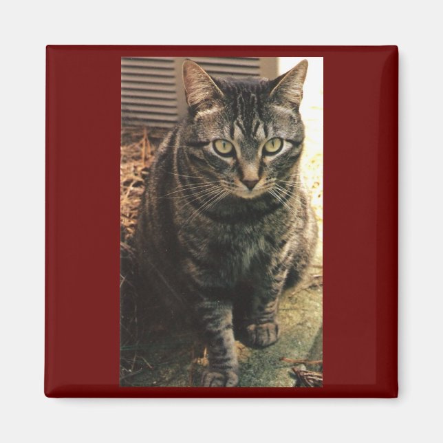 Tabby katt Magnet Maroon-bakgrund (Framsidan)