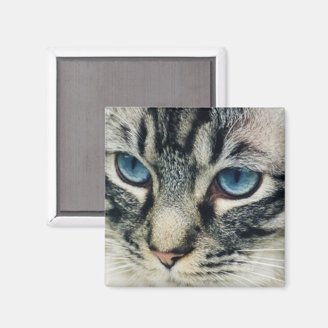 Tabby katt med Blue Öga Close-up Magnet (Front/Back)