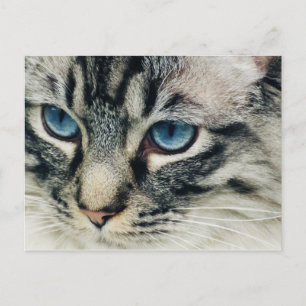 Tabby katt med Blue Öga Close-Up-vykort Vykort