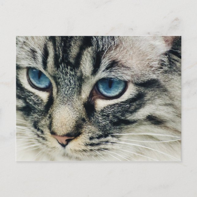 Tabby katt med Blue Öga Close-Up-vykort Vykort (Framsida)