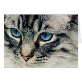 Tabby katt med Blue Öga Closeup Hälsningskort