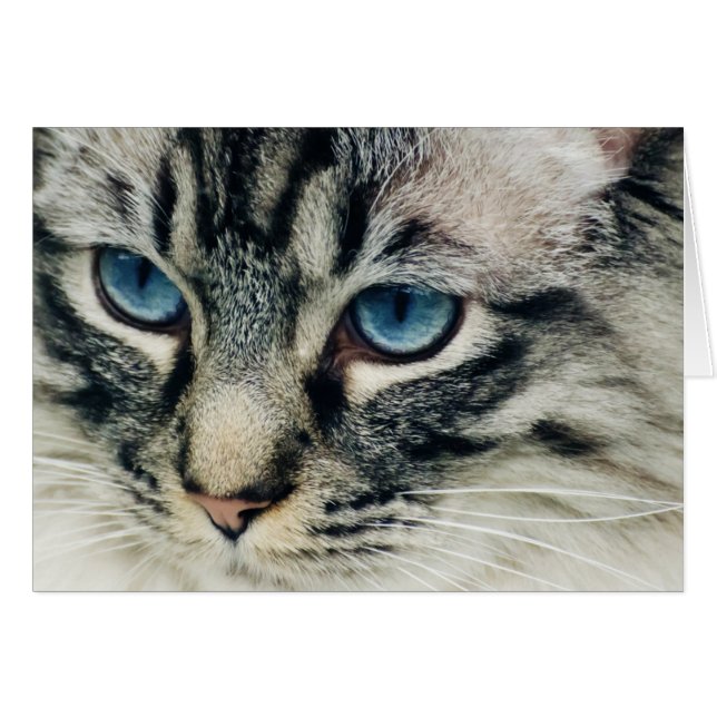 Tabby katt med Blue Öga Closeup Hälsningskort (Framsidan Horizontal)