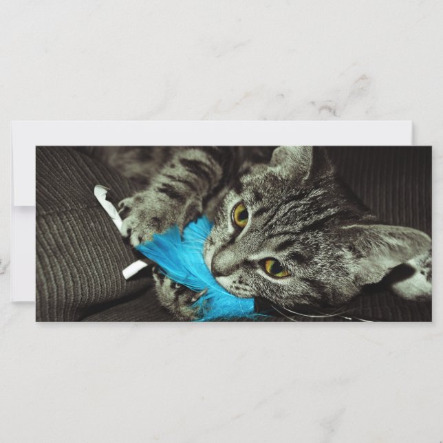 Tabby katt med Feather av Shirley Taylor (Framsida)