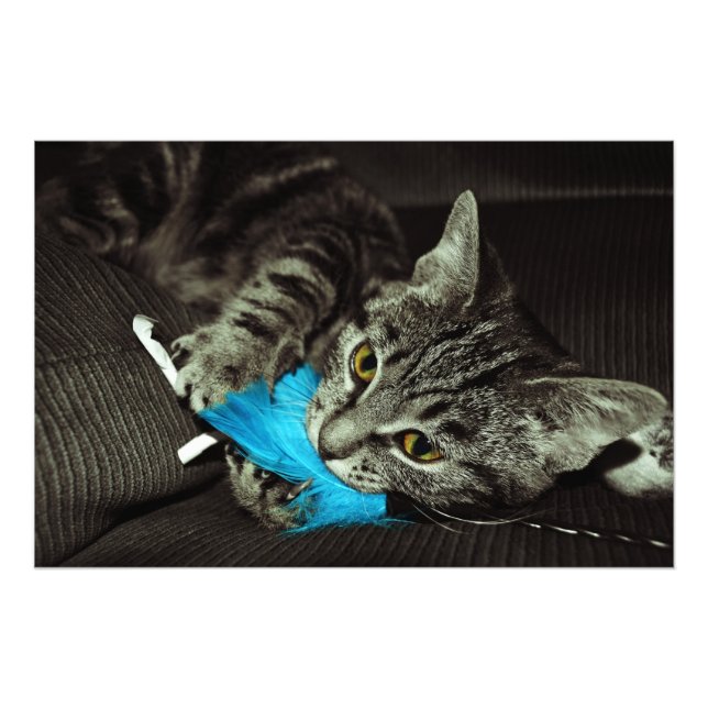 Tabby katt med Feather av Shirley Taylor Fototryck (Framsidan)