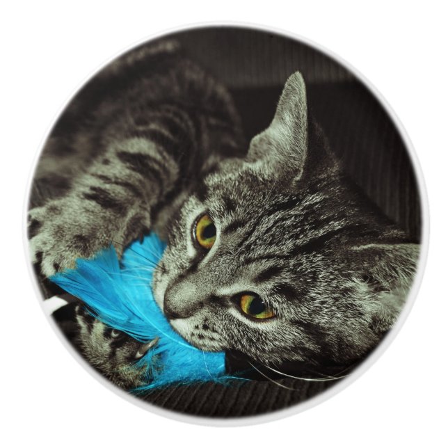 Tabby katt med Feather av Shirley Taylor Knopp (Framsidan)