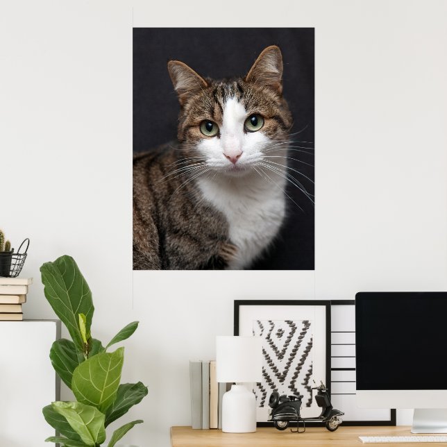 Tabby katt med Grönt Ögon mot Black Background Poster (Hemmakontoret)