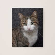 Tabby katt med Grönt Ögon mot Black Background