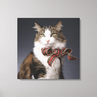 Tabby katt med plaarmbåge canvastryck