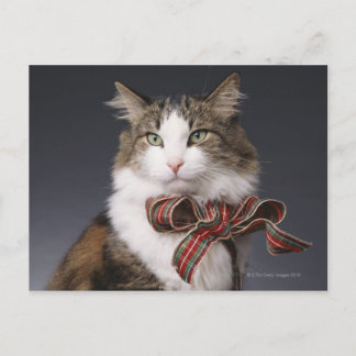Tabby katt med plaarmbåge vykort