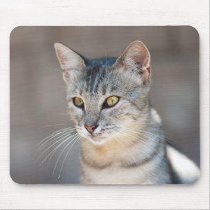Tabby katt musmatta