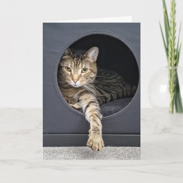 Tabby Katt Nyårsresolution Kort (Framsida)