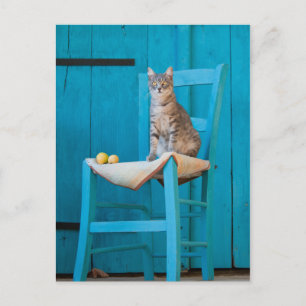 Tabby katt om en blå stol vykort