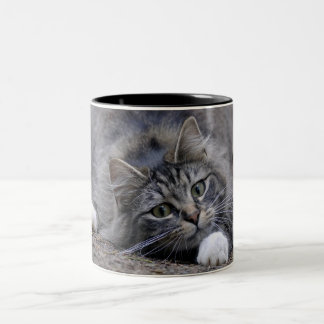 Tabby katt på den vakna redot som Pounce Två-Tonad Mugg
