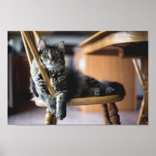 Tabby katt på fotoutskrift på trämatsstol poster